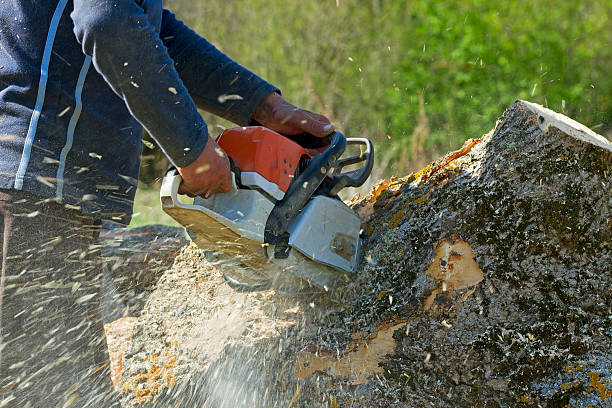 Best Tree Removal Service  in Clairton, PA